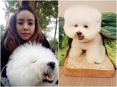 ​屋虎笑容超疗愈！蔡依林「吐司蔬果坐垫」玩上瘾啦