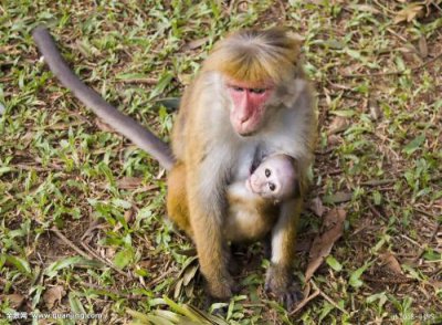 ​哪些单词可以表示子孙，后代？