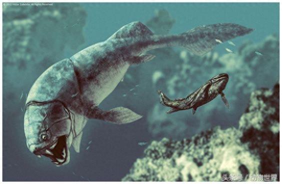 远古海洋霸主-邓氏鱼