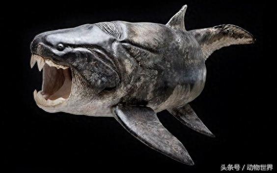 远古海洋霸主-邓氏鱼