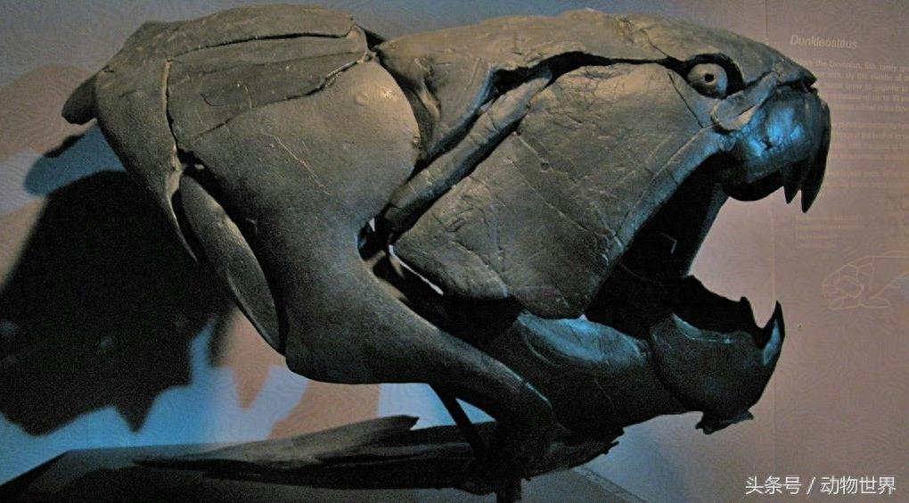 远古海洋霸主-邓氏鱼