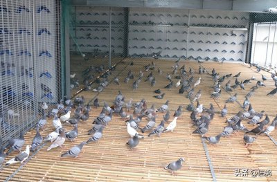 ​这家春棚厉害了！收费站上笼超两万羽，总奖金突破千万大关