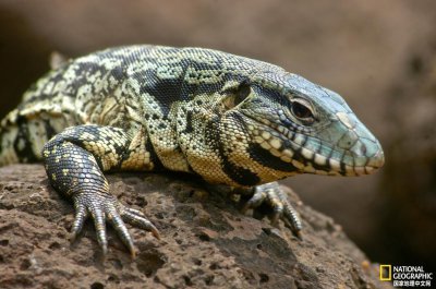 ​这种大蜥蜴让当地农民很头疼，它会溜进禽笼偷蛋