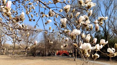 ​圆明园四十景名称中的诗情画意