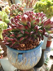 ​多肉植物基地游记