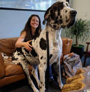 ​狗界“护主”排行榜：最护主的10种狗，每只都是“忠诚汪”