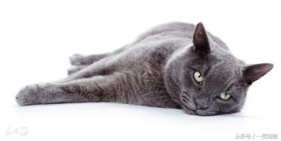 ​具有绅士风度，性情温顺的卡尔特猫咪