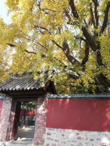 ​天下第一树-浮来山银杏树