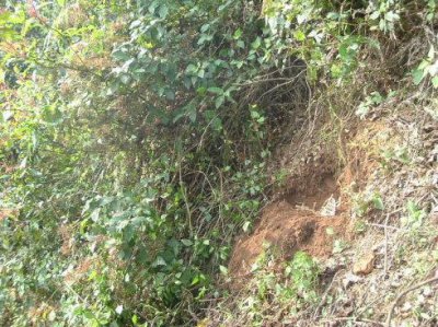 ​你们见过这样的捕鸟神器吗？