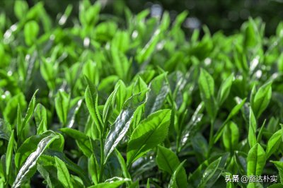 ​何泡好绿茶？教你3个小妙招，让你的绿茶更好喝