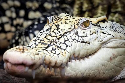 ​人类史上最大的5只超级巨鳄！第一身长超过8米，甚至能活吞大象