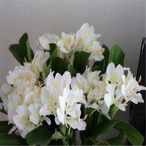 ​给人带来快乐与激动！盆栽野姜花