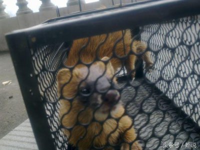 ​半夜撞见黄鼠狼，是喜是悲？