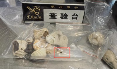​繁殖能力强、携带多种细菌病毒！银川海关在入境行李箱中截获德国“小强”