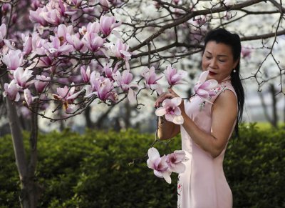 ​玉兰花与木兰花