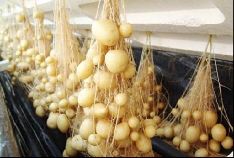农产业新出来的种植技术，不用土也能培育出土豆，产量非常之高！