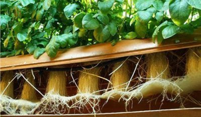 ​农产业新出来的种植技术，不用土也能培育出土豆，产量非常之高！