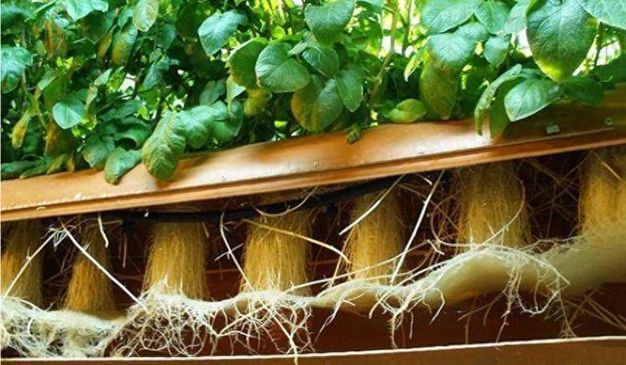 农产业新出来的种植技术，不用土也能培育出土豆，产量非常之高！