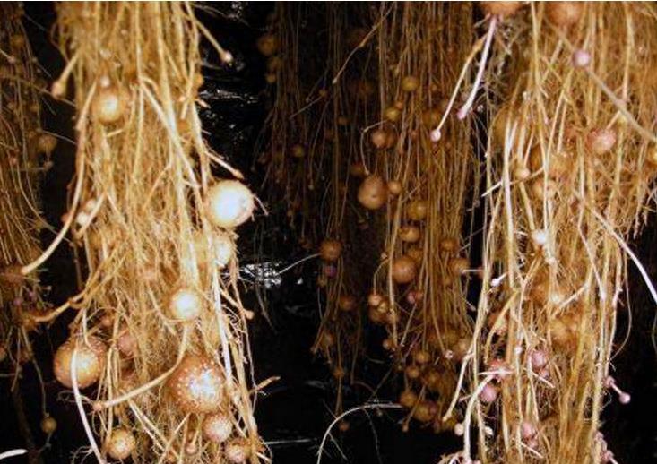 农产业新出来的种植技术，不用土也能培育出土豆，产量非常之高！