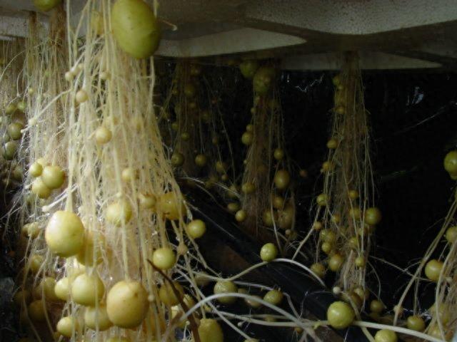 农产业新出来的种植技术，不用土也能培育出土豆，产量非常之高！