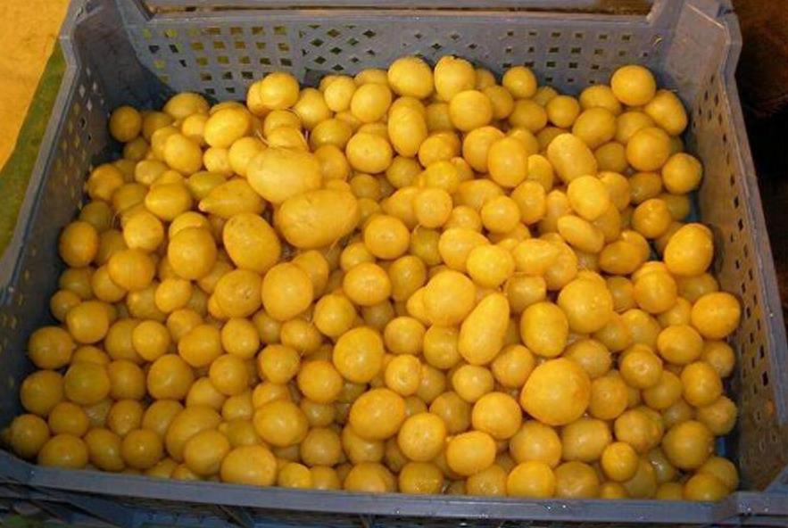 农产业新出来的种植技术，不用土也能培育出土豆，产量非常之高！