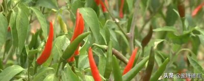 ​种辣椒也能年入30万看看成本利润有多大