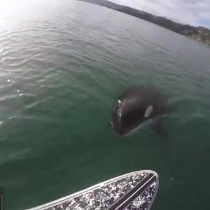 ​杀人鲸尾随冲浪者