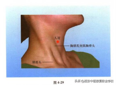 ​足阳明胃经经穴——人迎穴