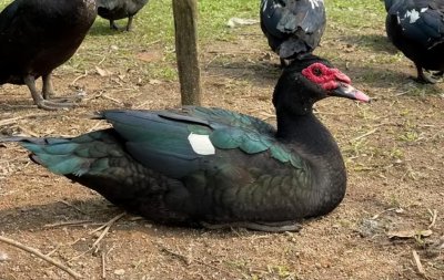 ​“西洋鸭”是鸭和鹅杂交的后代吗？鸭和鹅能杂交吗？科学依据呢？