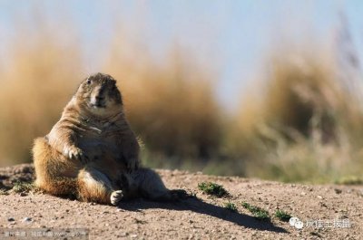 ​土拨鼠宠物好养吗？最全饲养指南（新手必看！）