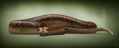 ​泰坦巨蟒的前世今生：身长15米、体重2200斤，为何能长到如此之大