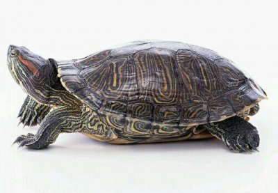 ​巴西龟（Chrysemys dorbigni）饲养指南：外观特征、吃食和价格