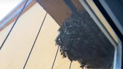 ​农村室内出现马蜂窝不要怕，3种方法轻松解决，注意安全操作