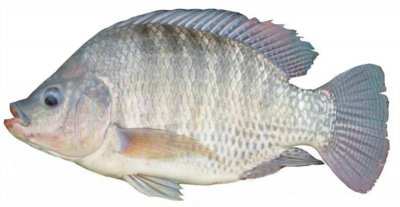 ​这些外来物种，你认识几个