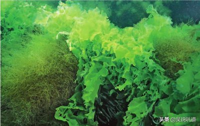 ​什么是植物的“世代交替”?