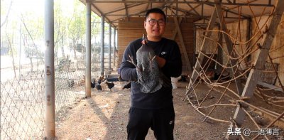 ​了解笨鸡蛋，珍珠鸡蛋之间的区别吗，今天农村小伙带大家了解一下