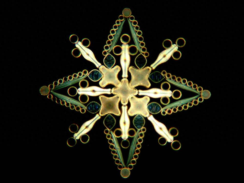 你一定听说过硅藻,但知道它们长什么样吗?