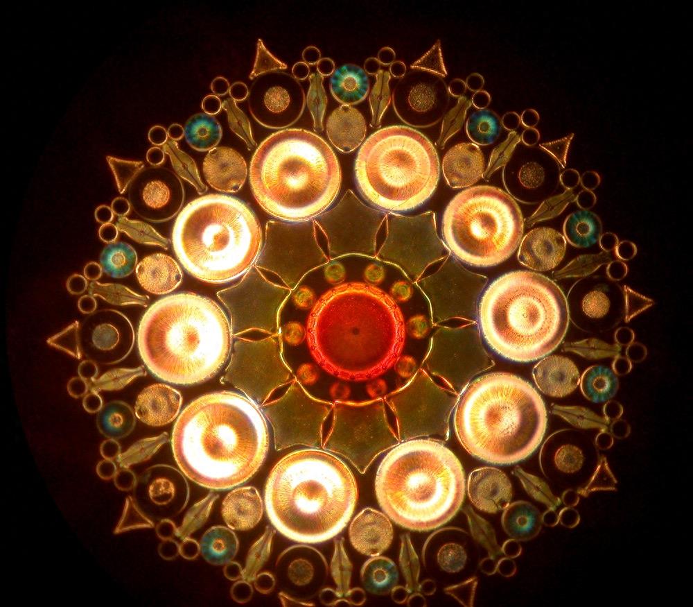 你一定听说过硅藻,但知道它们长什么样吗?