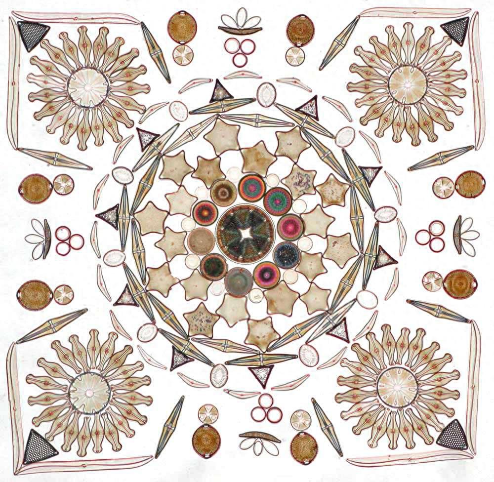 你一定听说过硅藻,但知道它们长什么样吗?