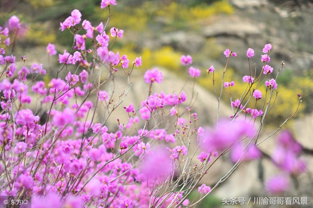 山东青岛大珠山