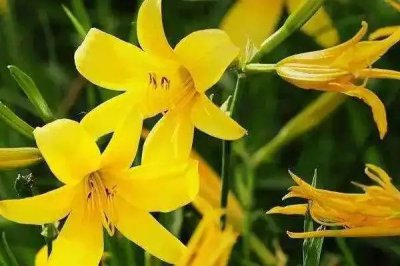 ​刘震云《故乡天下黄花》：风云变幻下，失意与得意都将是明日黄花