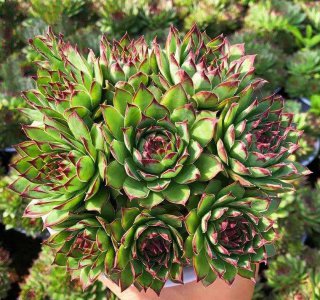 ​最贵的多肉有这些，一颗20万，一般人真是买不起