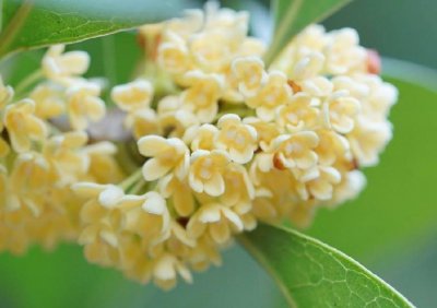 ​为什么院子里忌讳种桂花树