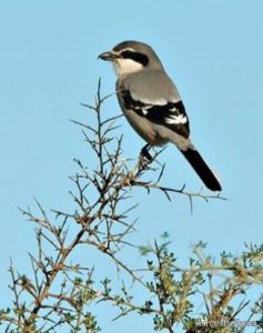 ​南灰伯劳，百科知识，中国伯劳科之一