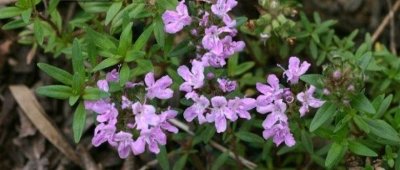 ​百里香是一种什么样的植物？