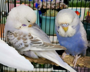 ​动辄上千元的虎皮鹦鹉原来长这样，如果是你会选择入手吗？