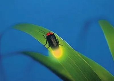 ​萤火虫（中英双语）