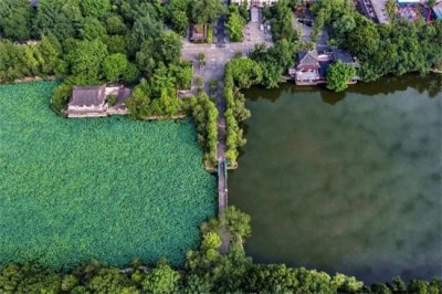 ​宜宾天池公园：荷叶田田，美在当“夏”！赏荷正当时