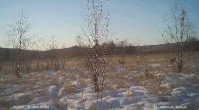 ​雪兔、猞猁来报到！大兴安岭拍摄到多种小可爱