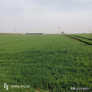 ​三国名将夏侯惇墓冢封土被毁，墓室尚存埋在长葛麦田下